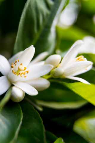 Neroli Blossom from the bitter orange tree isn’t just a heavenly scent that is often used in perfumes, neroli can also treat acne