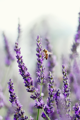 Lavender is a powerful flower that has the ability to purify, calm and cleanse. 