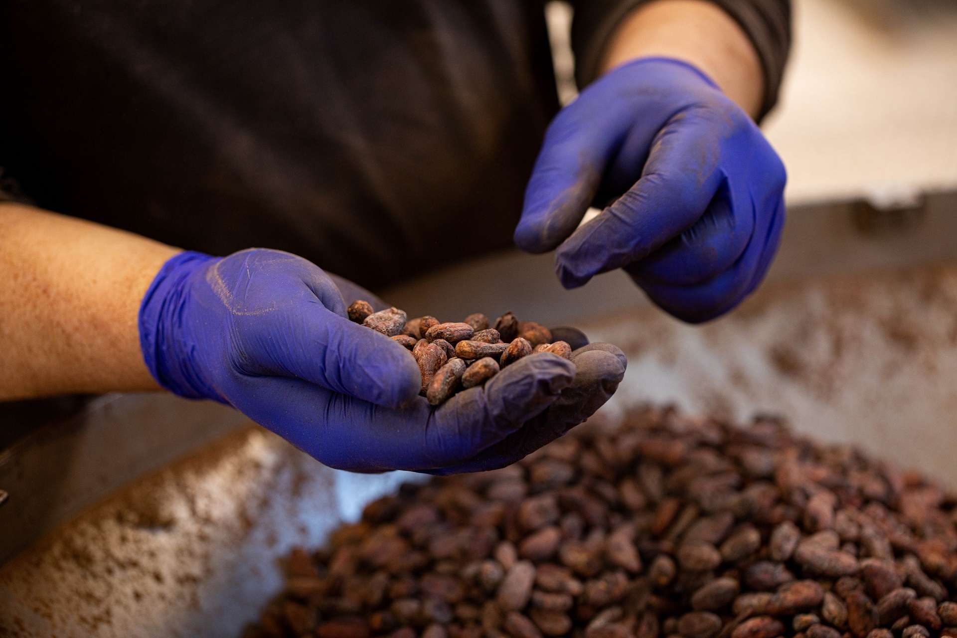 Selezione delle fave di cacao