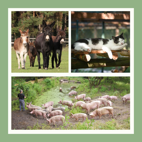 Bilder: Glückliche Schweine und Esel auf Wiese. Katze entspannt in der Sonne