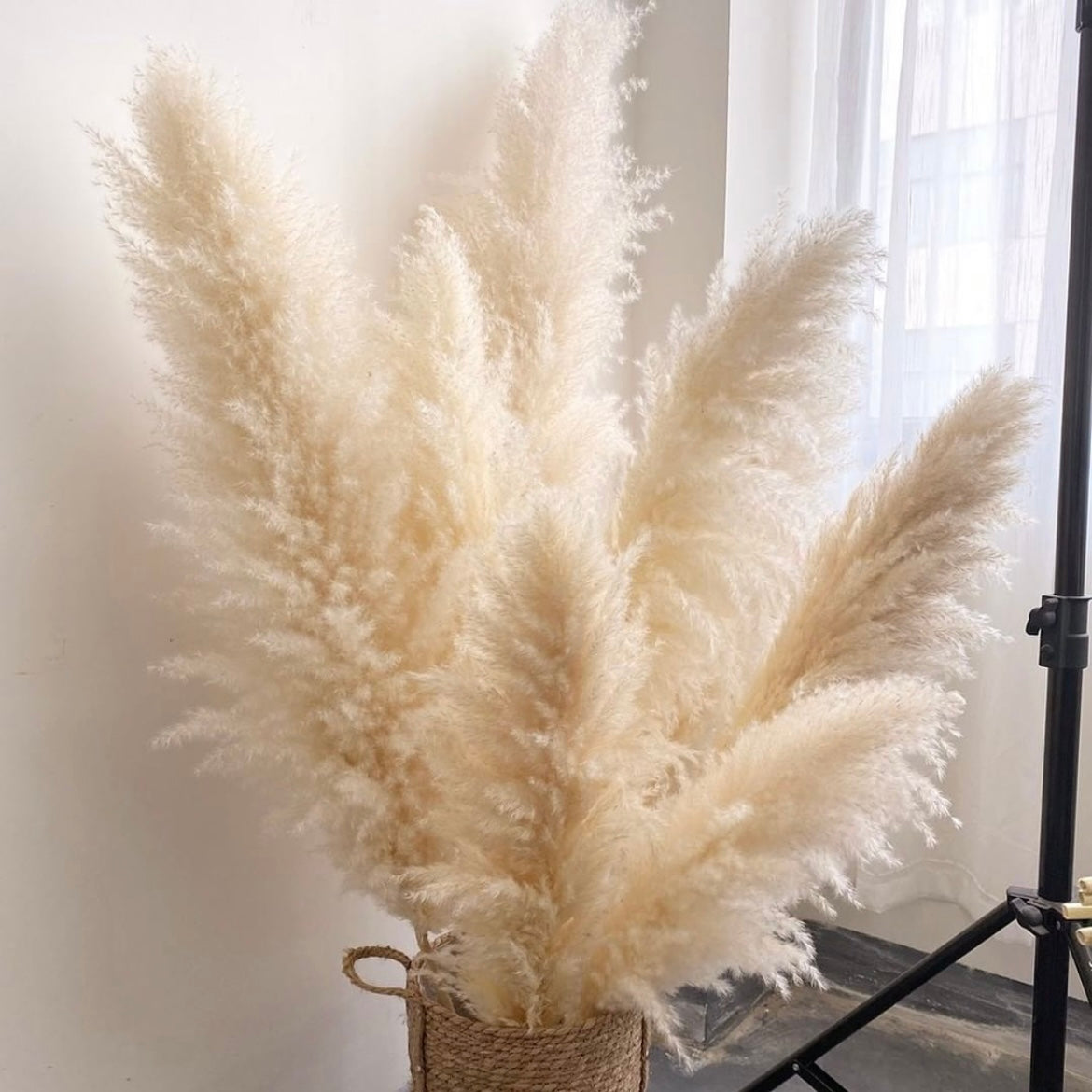 Pampas Naturel Séché Beige – Maison Florale