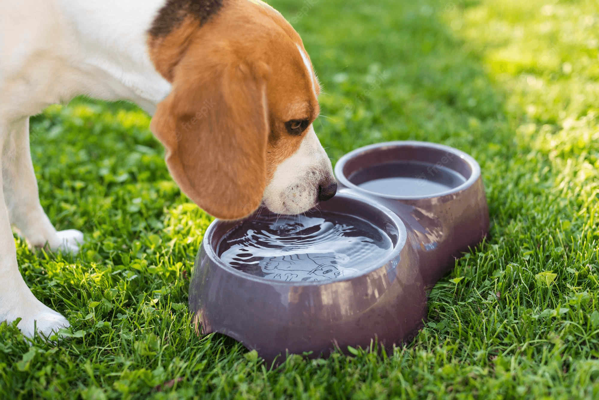when can puppies start drinking water