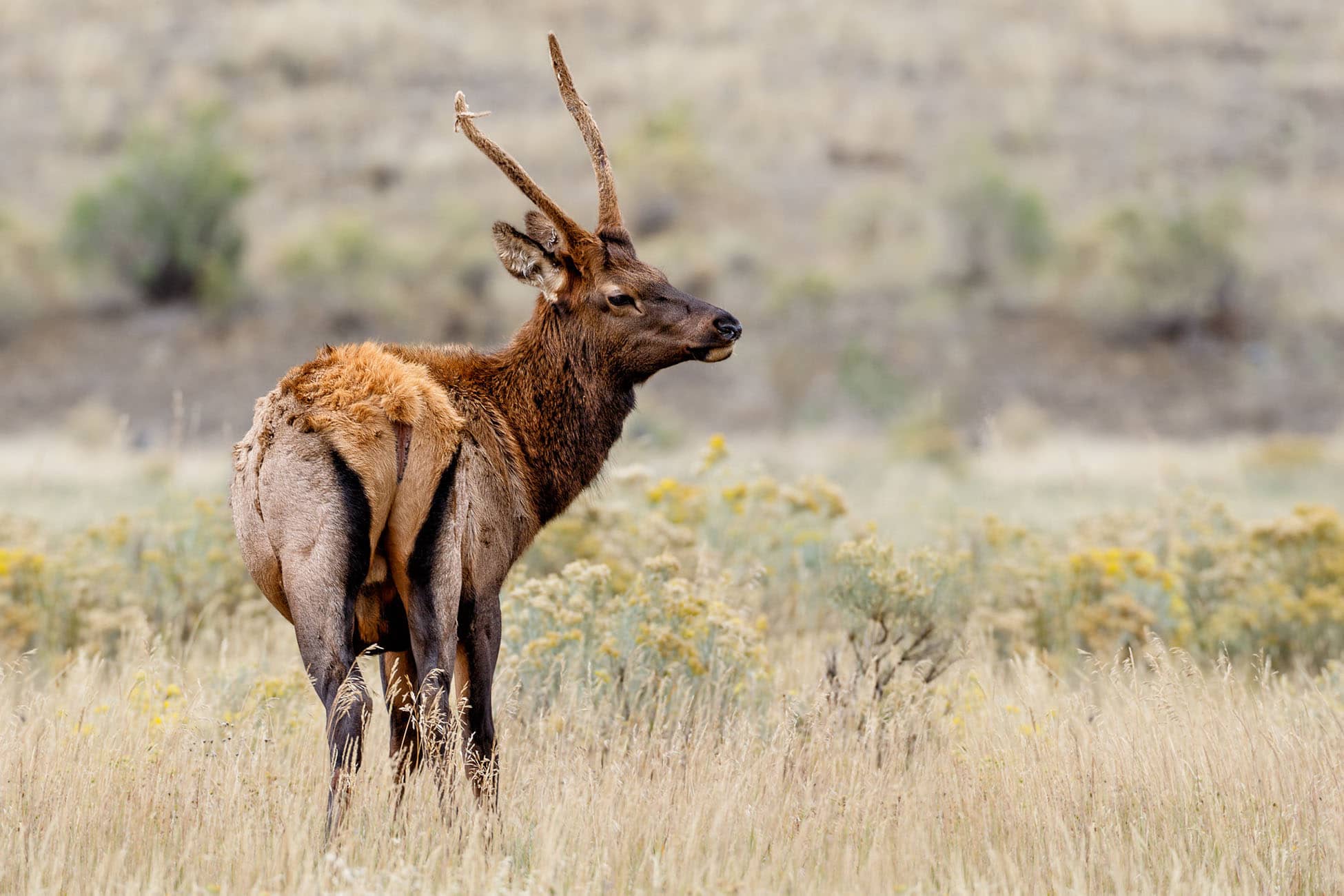 2023 Utah Spike Elk Hunt Skre Gear