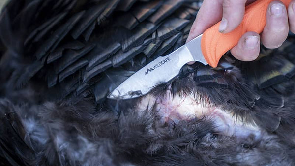 Skinning knife near a wild turkey