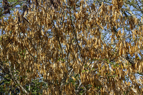 Honey Locus Bean Tree