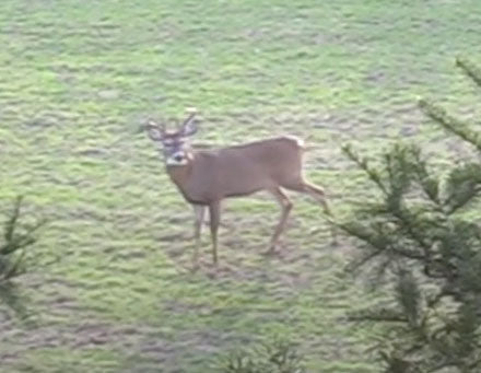 Buck during whitetail hunt