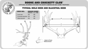 Measuring and Scoring Mule and Blacktail Deer - B&C Club Official