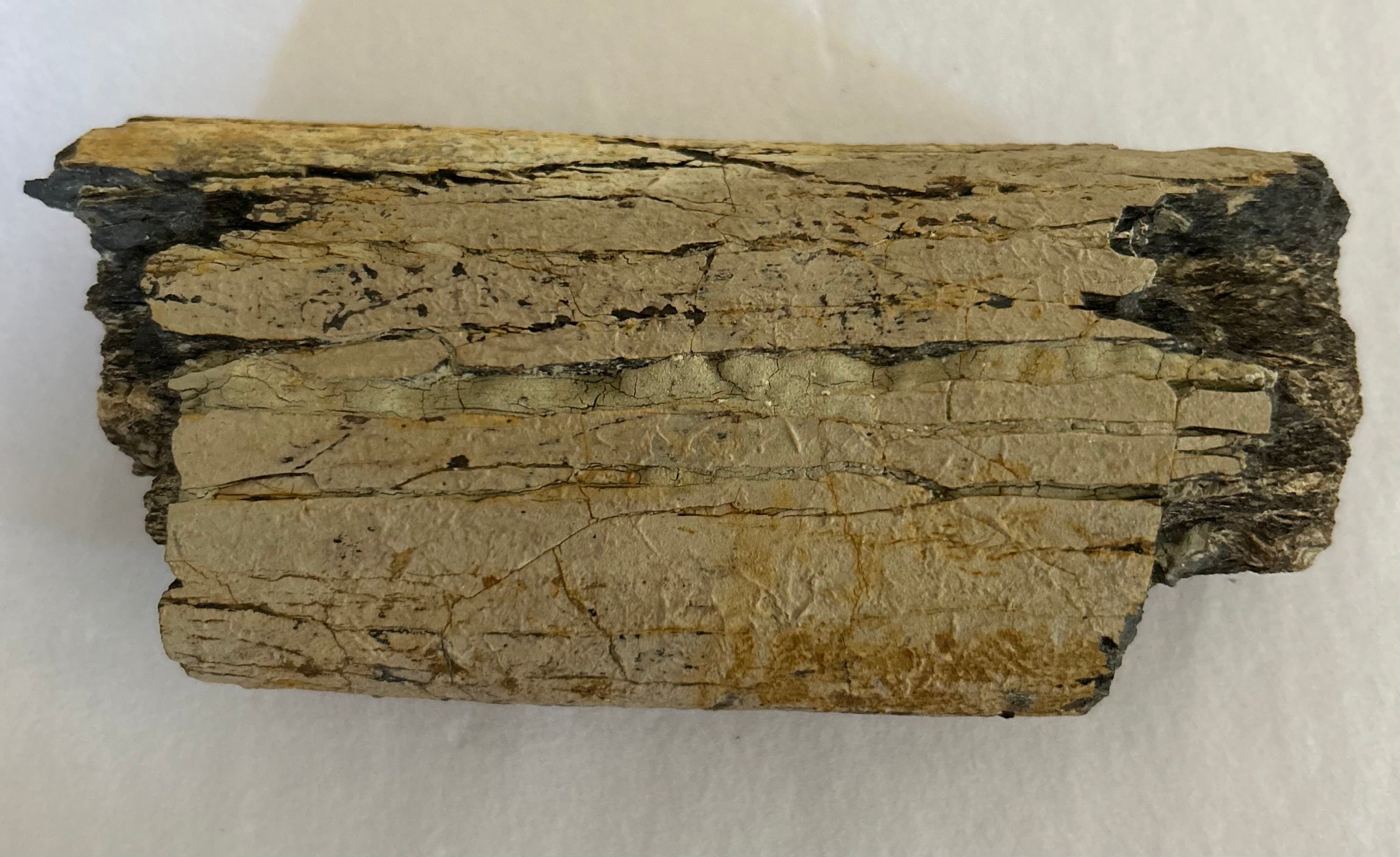 Dinosaur Rib Bone Segment