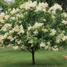 Ivory Silk Tree Lilac/Lilas 'Ivory Silk' - arcticroots
