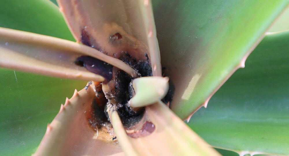 Aphids and ants in the crown of a Giant Tree Aloe branch