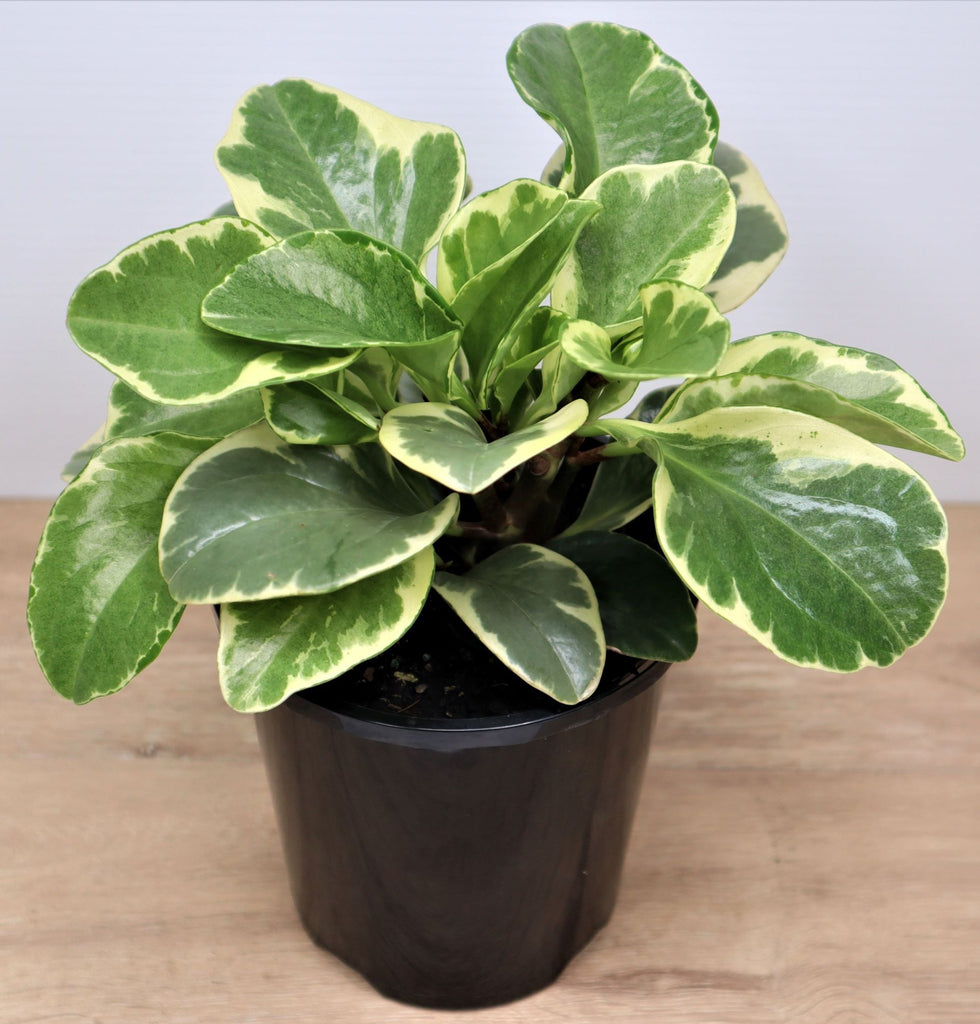 Peperomia obtusifolia