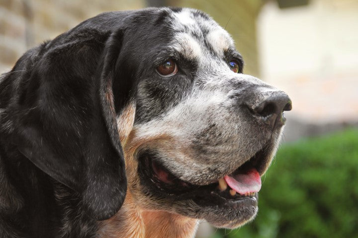 what health problems do bluetick coonhound have