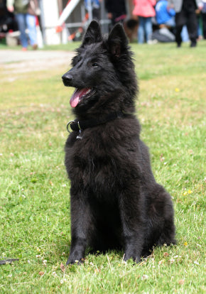 are belgian sheepdog hypoallergenic