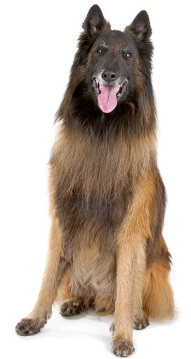 are belgian sheepdog hypoallergenic