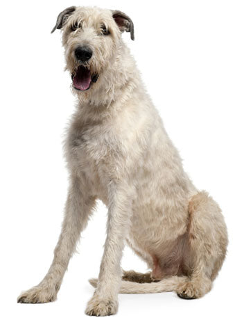 are irish wolfhound hypoallergenic