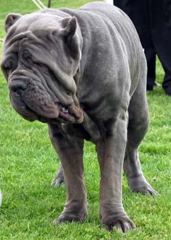 can a pembroke welsh corgi and a neapolitan mastiff be friends