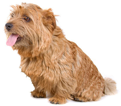 are norfolk terrier hypoallergenic