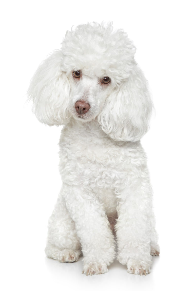 Toy Poodle White – Healthy Breeds
