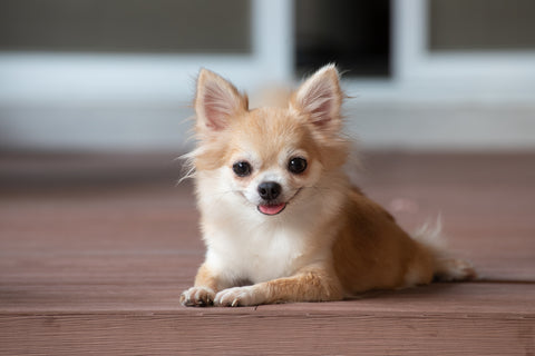 Apple Head Chihuahua