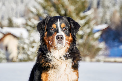 Bernese Mountain Dog Health Issues