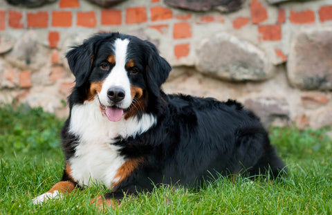 Bernese Mountain Dog Life Expectancy