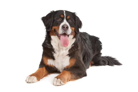 Bernese Mountain Dog Size