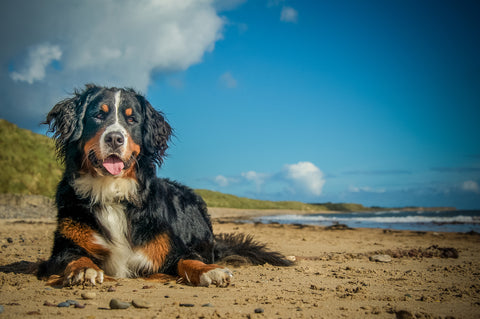 Bernese Mountain Dog Temperament