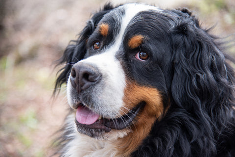 Bernese Mountain Dog Hip Dysplasia