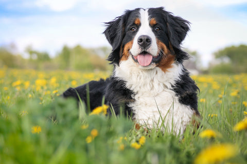 Bernese Mountain Dog  Weight