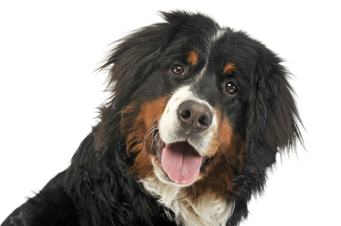 Bernese Mountain Dog Lifespan