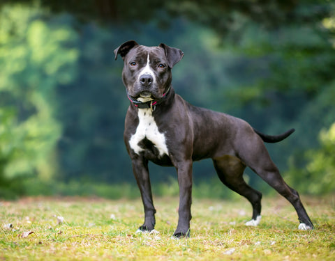 Black American Pit Bull Terrier