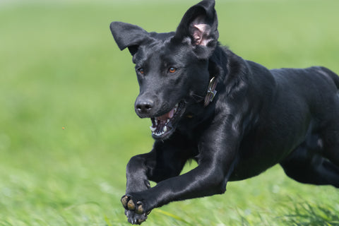 Black Lab