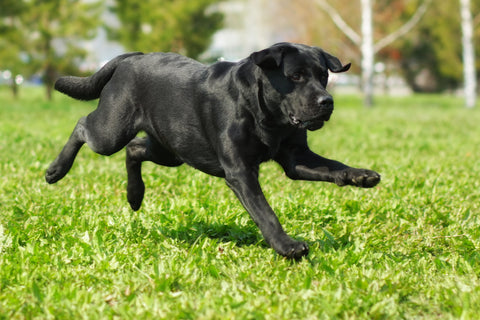 Black Labrador Retriever Health Issues