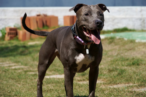 Black Pit Bull Terrier Sensitive Skin