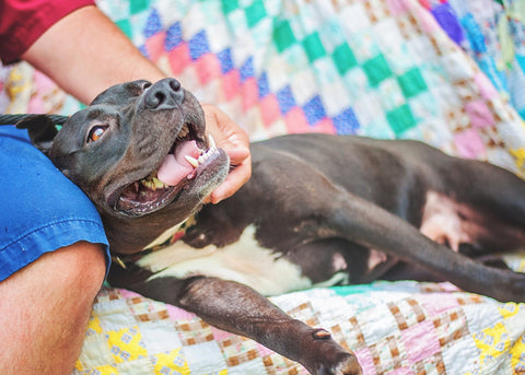 Black Pit Bull Terrier Temperament