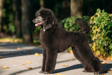 Black Poodle Health Issues