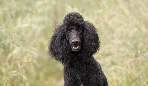 Black Poodle Health Problems