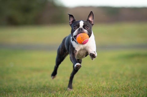 Boston Terrier Health Issues