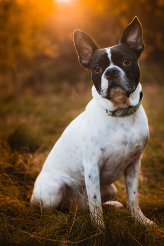 Boston Terrier Life Expectancy