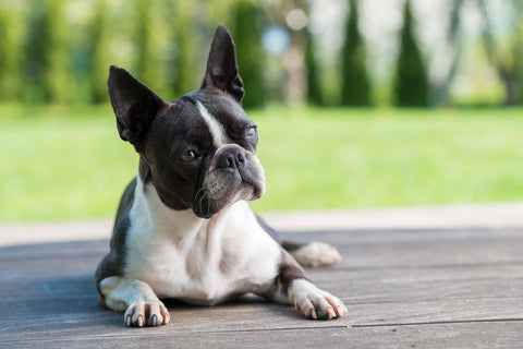 Boston Terrier Size