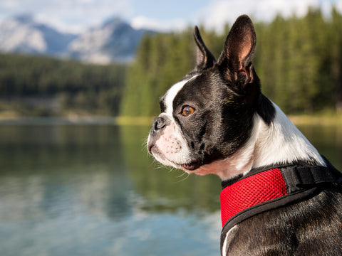 Boston Terrier Temperament Lively