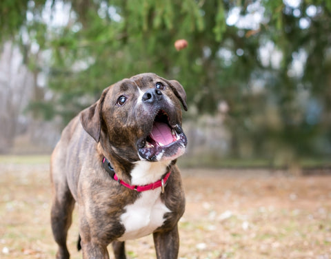 Brindle Pit Bull Terrier Hip Dysplasia