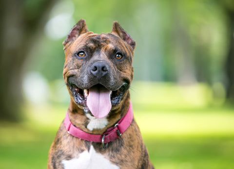 Brindle Pit Bull Terrier Skin Conditions