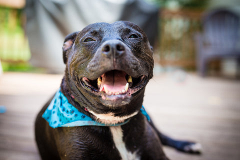 Cancer in Black Pit Bull Terriers