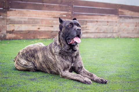 Cane Corso Health Problems