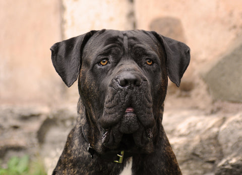 Cane Corso Personality