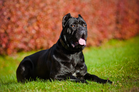 Cane Corso Temperament