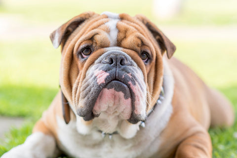 Cherry Eye Bulldog