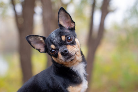Chihuahua personality affectionate