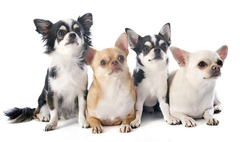 Chihuahua personality traits